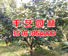 大豐柿子樹